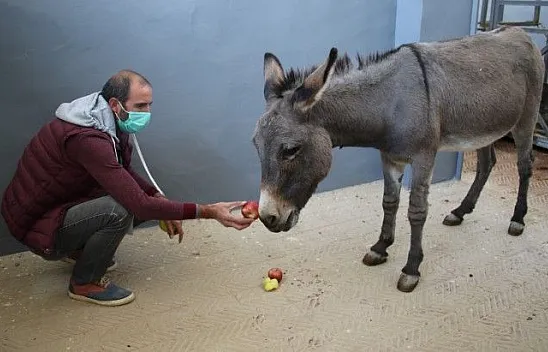 Çocukların oyuncağı olan gözleri görmeyen eşek, kurtarıldı tedavi altına alındı