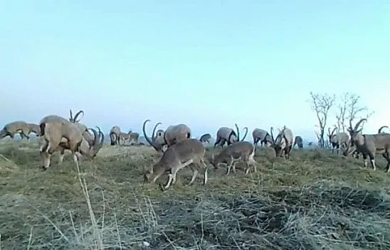 Dağ keçileri foto kapanla görüntülendi
