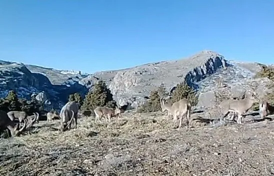 Dağ keçileri fotokapanla görüntülendi