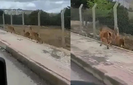 Dağ keçileri şehir merkezine indi