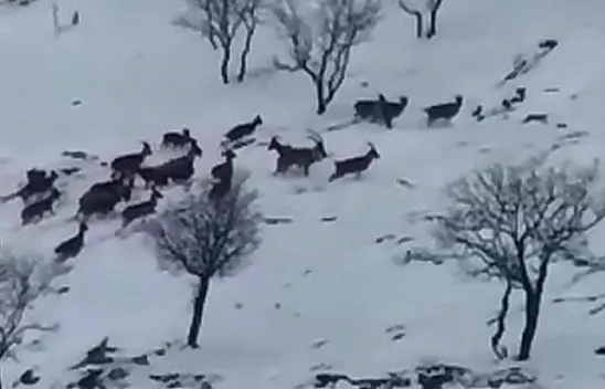 Dağ keçileri sürü halinde görüntülendi