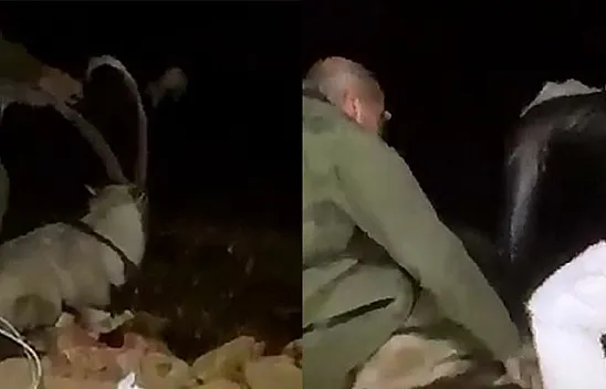 Dağ keçisi tel örgülere takıldı, köylüler ve jandarma kurtardı