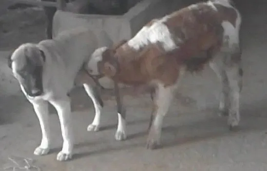 Danayı emziren kangal köpeği görenleri şaşırtıyor