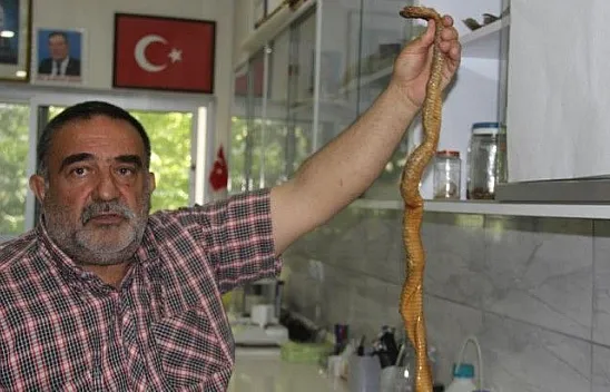 Depremler yılanların da yaşam alanlarını bozdu