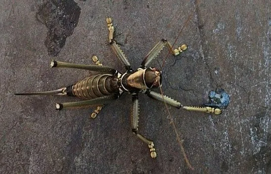 Dev çekirge Elazığ'da görüntülendi