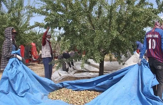 Devlet desteğiyle ektiği bademde hasada başladı