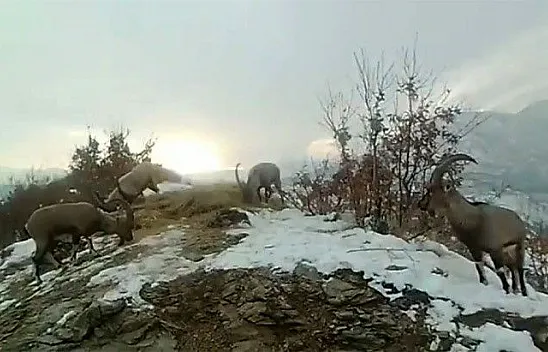 Doğaya bırakılan yemleri yiyen hayvanlar görüntülendi