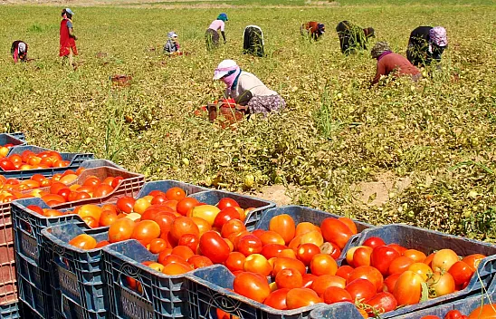 Domates tarlada sudan ucuz