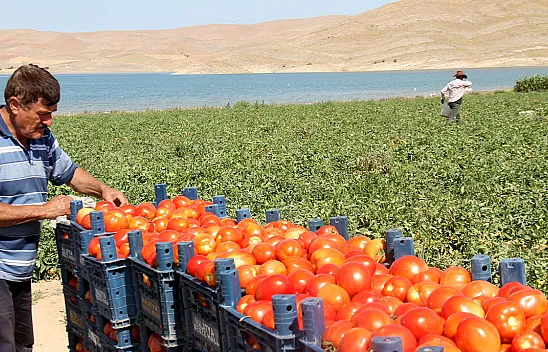 Domates üreticisi: 'Gelin tarladan 4 liraya alın'