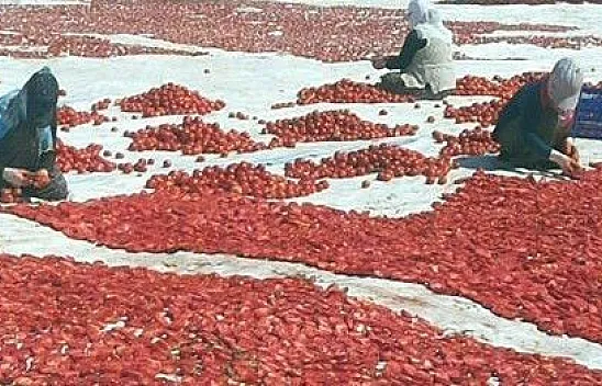 Domatesi Kurutup İhraç Ediyor
