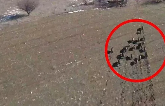 Domuz sürüsü drone ile görüntülendi