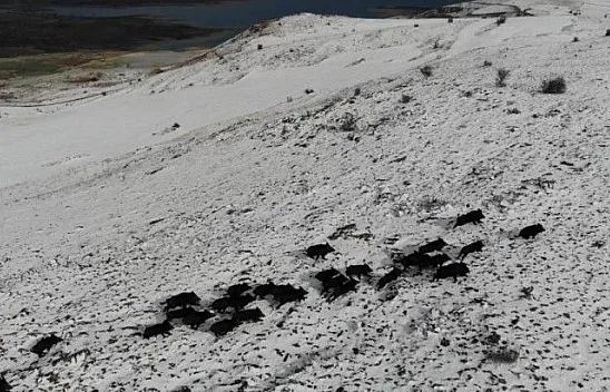 Domuz sürüsünün kaçışları drone ile böyle görüntülendi