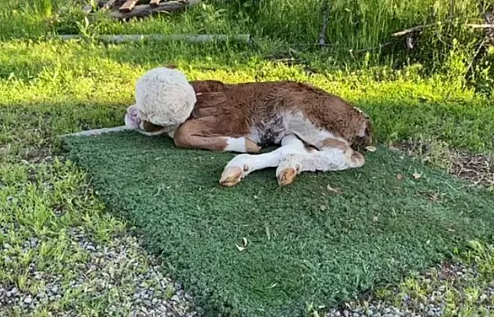 Dünyaya gelen buzağı şaşkına çevirdi