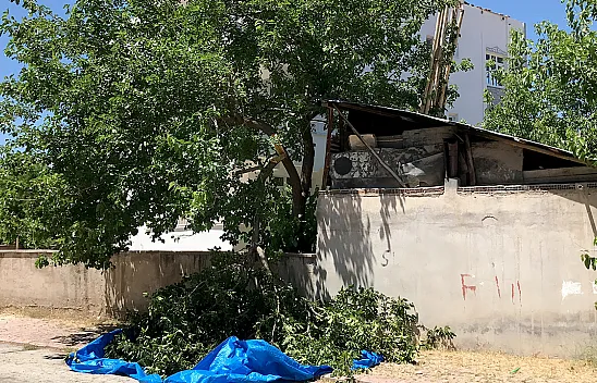 Dut silkelerken ağaçtan düştü!