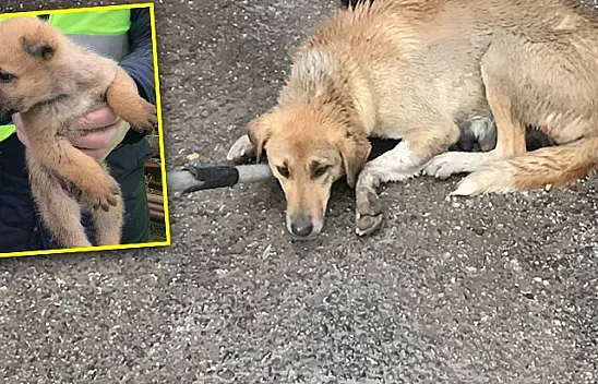 Duyarlı sürücü çarptığı köpek ve yavruları için seferber oldu