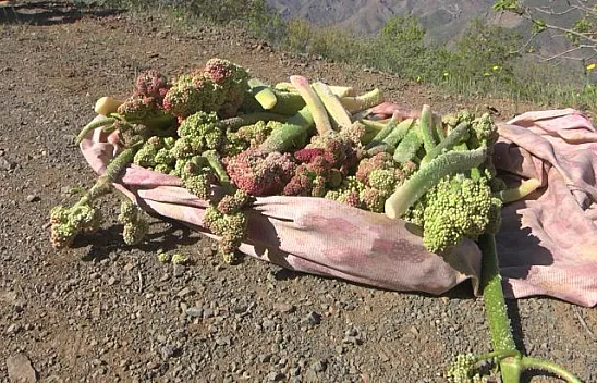 Ekşimsi tadıyla kiviyi andırıyor