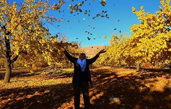 Altın yaprakların muhteşem görsel şöleni