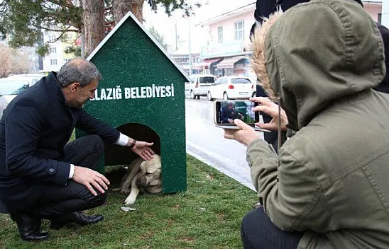 'Köpek Dostu ilçe' kış nedeniyle kulübelerle donatıldı