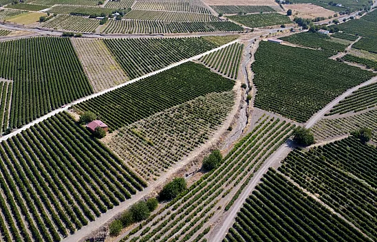 Elazığ'da 110 bin dekarlık üzüm üretimi