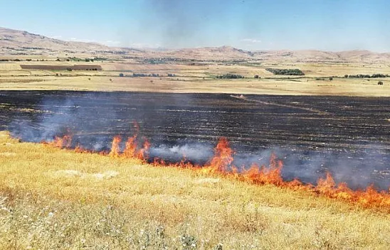 Elazığ'da 150 dönümlük alan kül oldu
