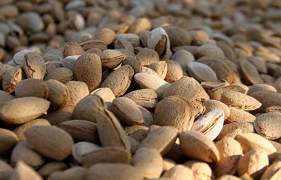 Elazığ'da badem hasadı