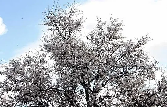 Elazığ'da bahar havası, ağaçlar çiçek açtı