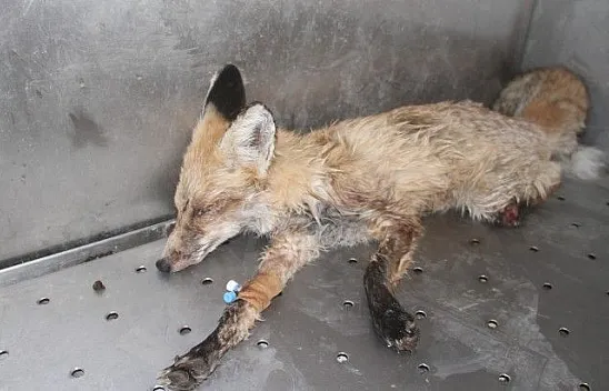 Elazığ'da bitkin halde bulunan tilki tedavi altına alındı