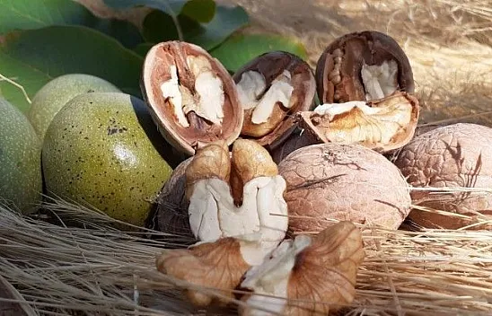 Elazığ'da ceviz üretimi yüzde 100 arttı