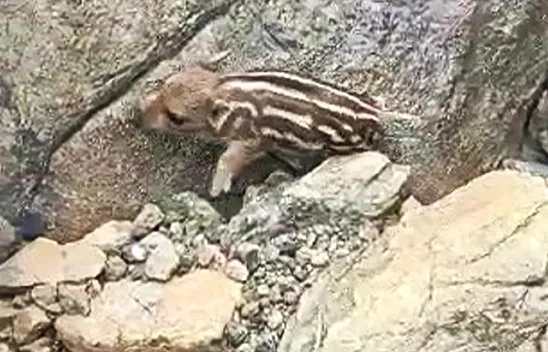 Elazığ'da çizgili yaban domuzu  görüldü