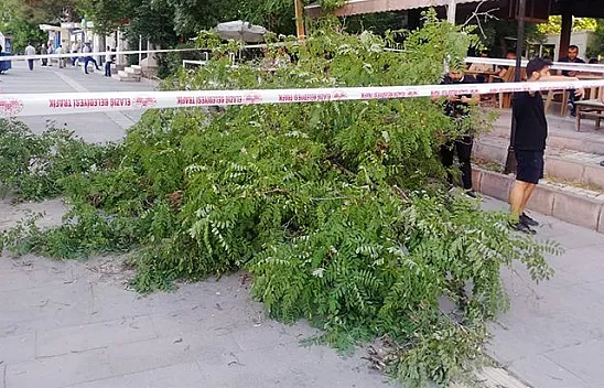 Elazığ'da fırtına ağacı devirdi