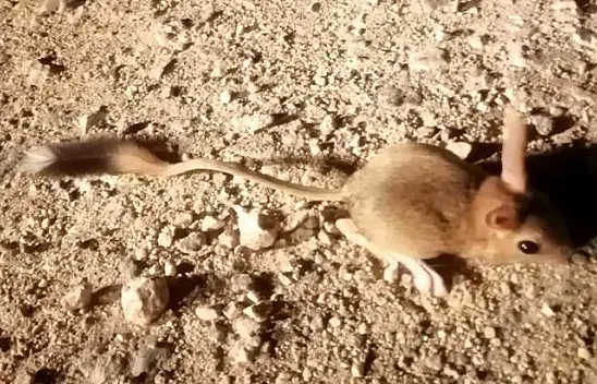 Elazığ'da görüldü!