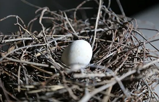 Güvercin yerin 6 metre altına demirden yuva yaptı