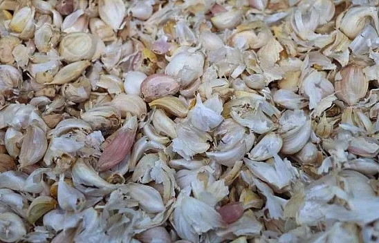 İkinci ürün olarak sarımsak ekimi gerçekleştirildi