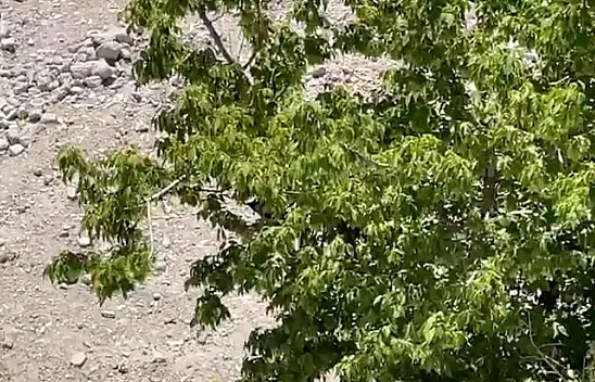 Elazığ'da ilginç olay