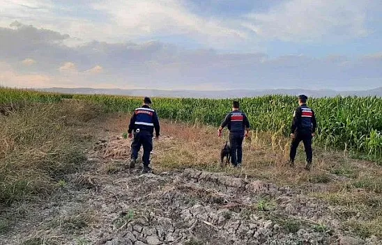 Jandarmadan yasa dışı kenevir ekimine karşı önlem