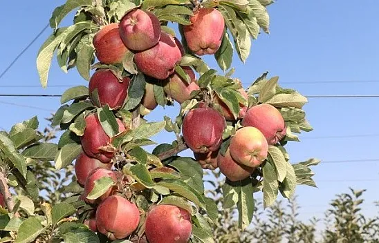 Elazığ'da kırmızı elma hasadı başladı