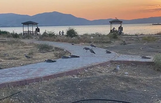 Elazığ'da korkutan martı ölümleri