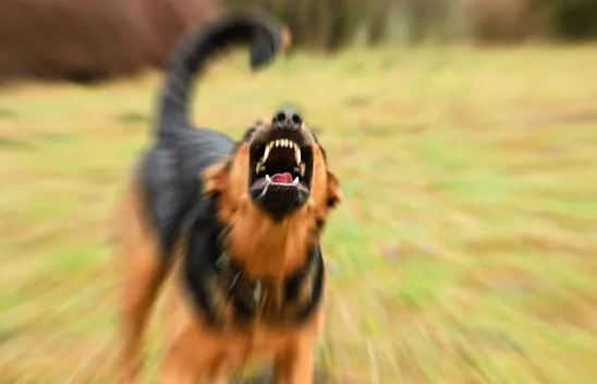 Elazığ'da kuduz vakası!