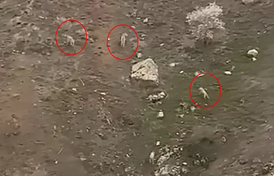 Elazığ'da kurt sürüsü görüntülendi