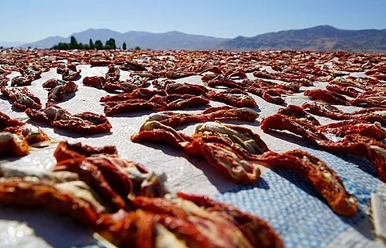 Elazığ'da kurutulup dünyaya gönderiliyor