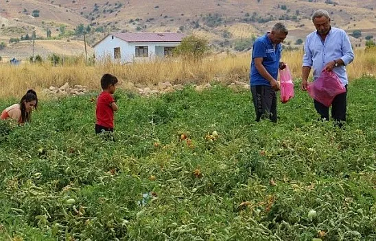 Elazığ'da müşteriler tarlada kendi sebzesini toplayarak satın alıyor