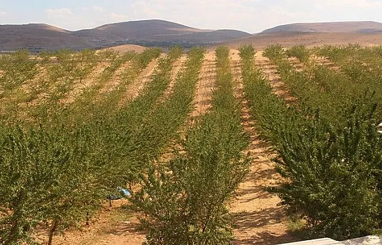 Elazığ'da 'organik badem hasadı' etkinliği