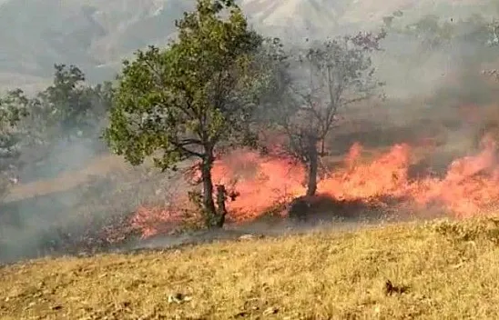 Elazığ'da orman yangını