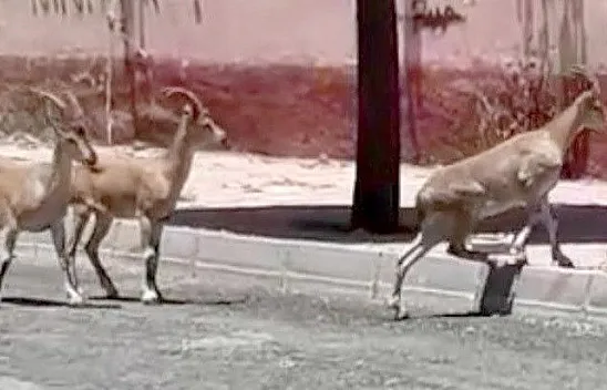 Elazığ'da şoke eden olay! Dağ keçileri Elazığ sokaklarında...