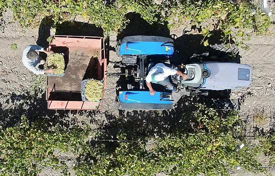 Elazığ'da üzüm hasadı başladı