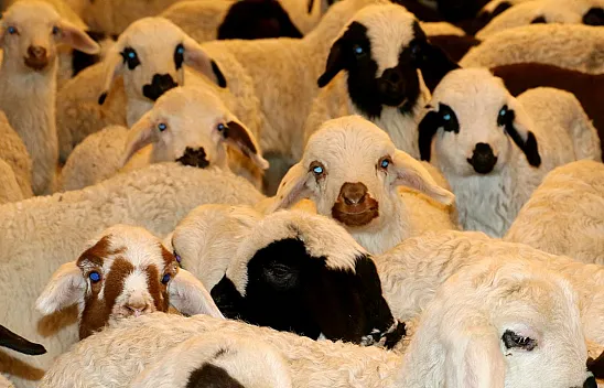 Elazığ'da virüs alarmı!