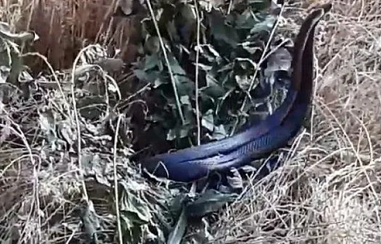 Yılanların dansı görüntülere yansıdı