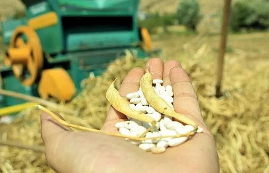 Elazığ'ın 'Bermaz Ovası'nda kuru fasulye hasadı