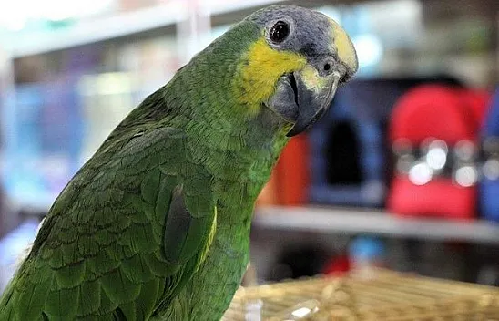 Elazığ'ın en tanınmış Papağanı 'Hacı' satışa çıkarıldı
