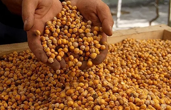 Elazığ'ın meşhur Ağın Leblebisi'nin yapımına başlandı